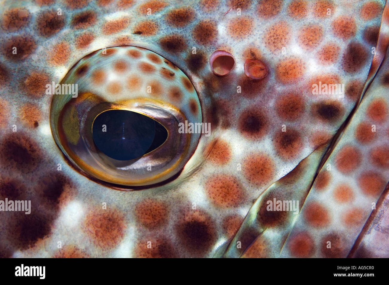 close-up of eye of greasy grouper Stock Photo