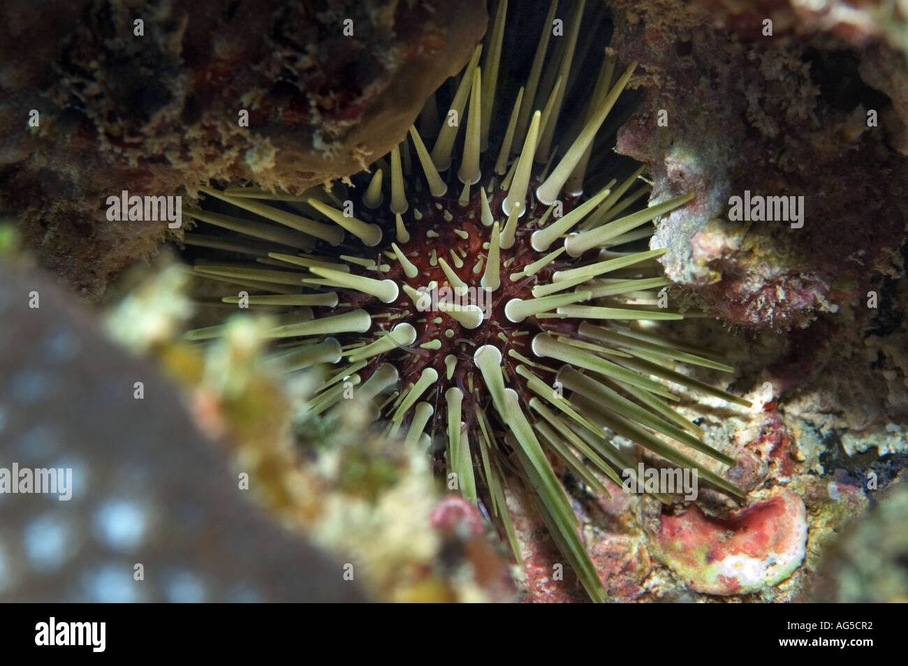 close-up of urchin Stock Photo