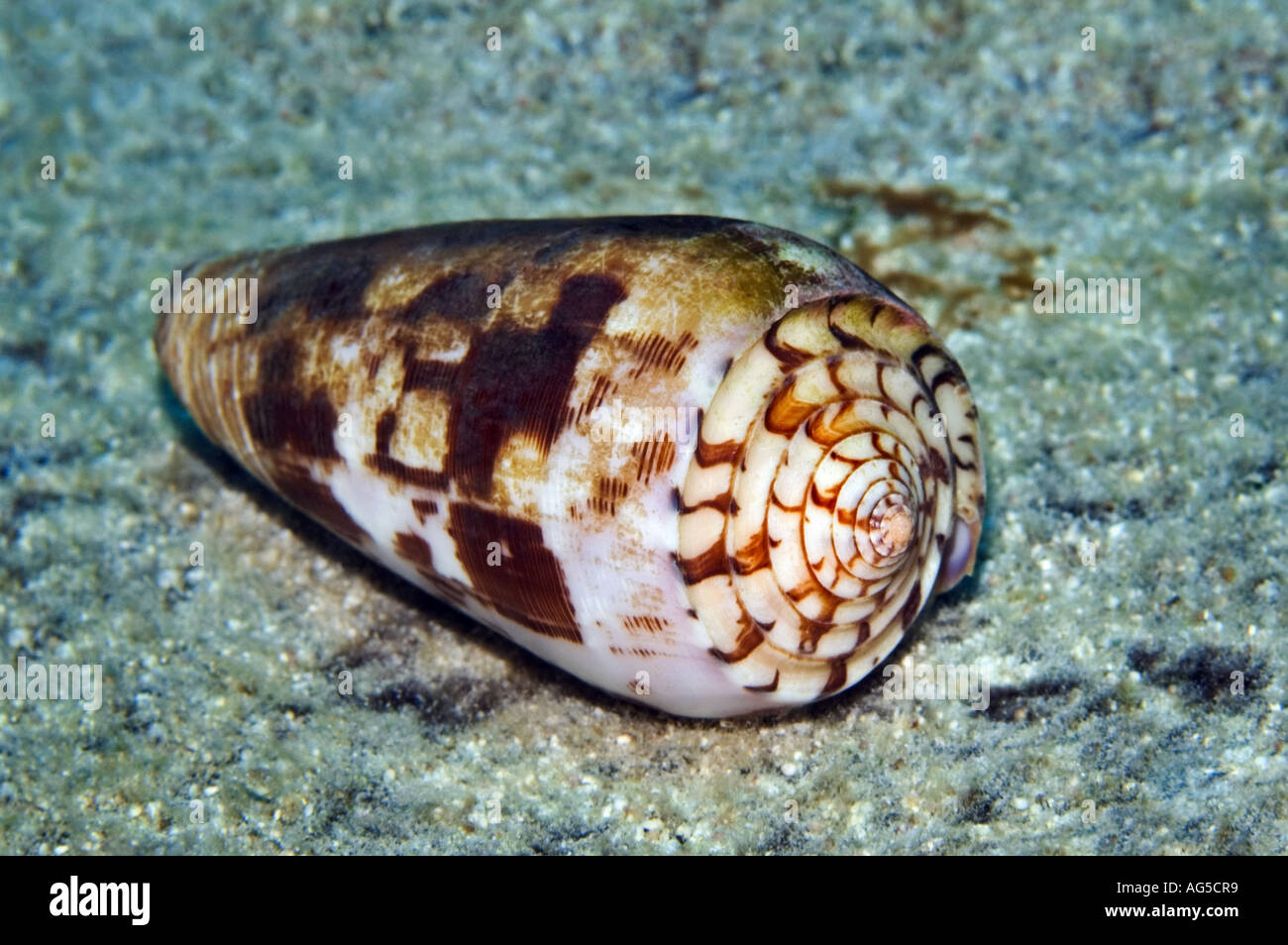 cone seashell underwater Stock Photo