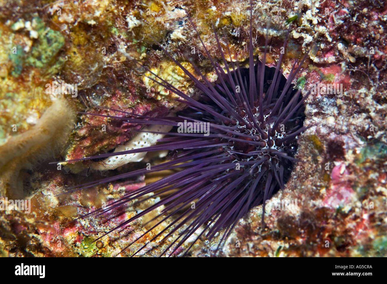 close-up of urchin Stock Photo