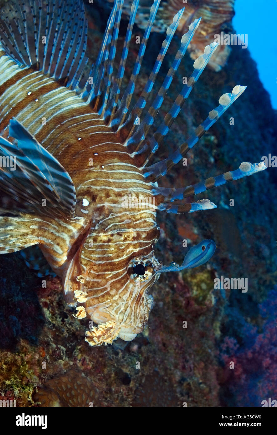 close-up of lionfish Stock Photo