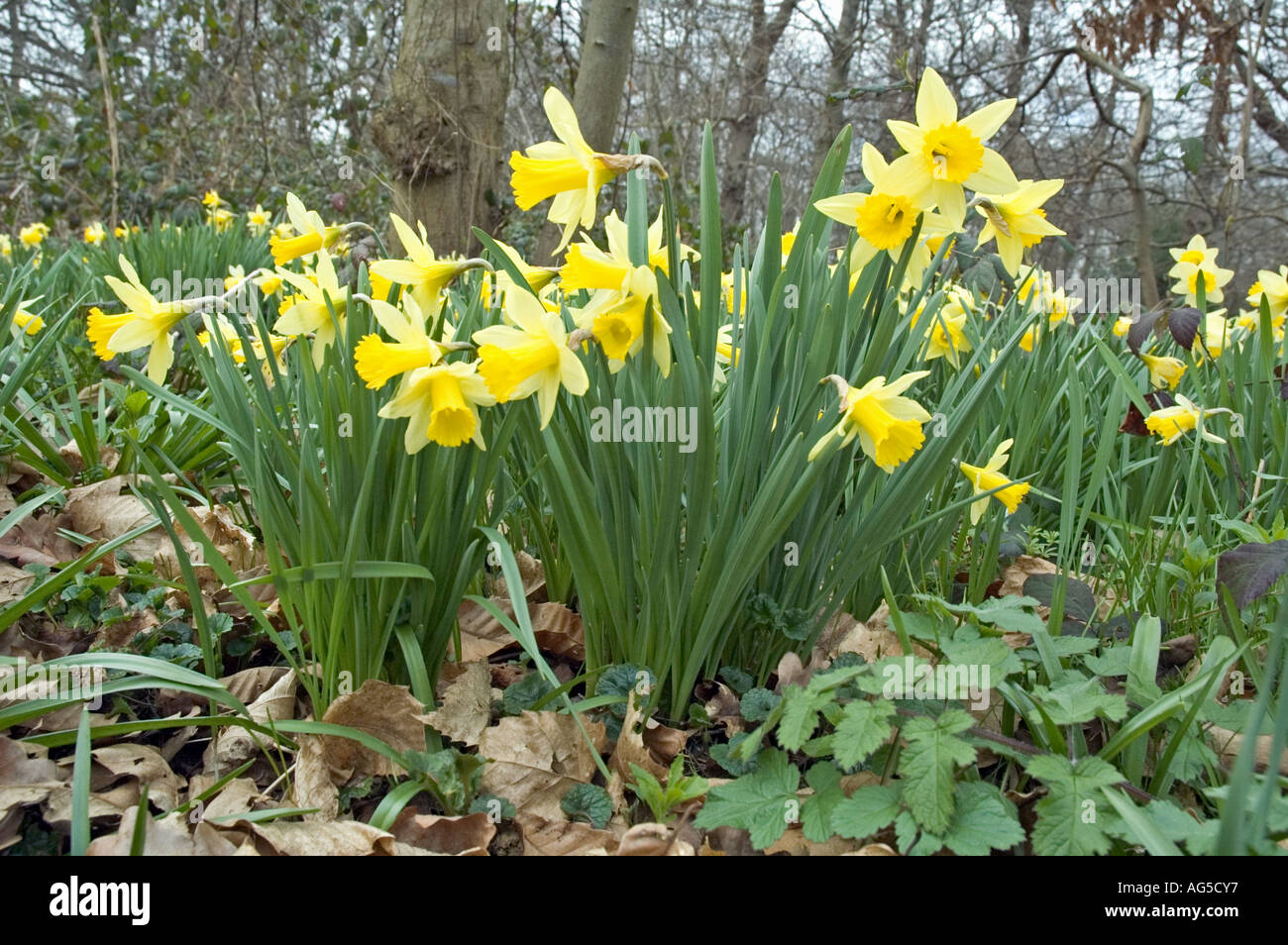 Wild Daffodils Narcissus pseudonarcissus growing in ancient woodland