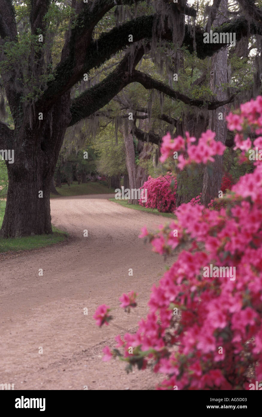 Spanish moss and mississippi hires stock photography and images Alamy