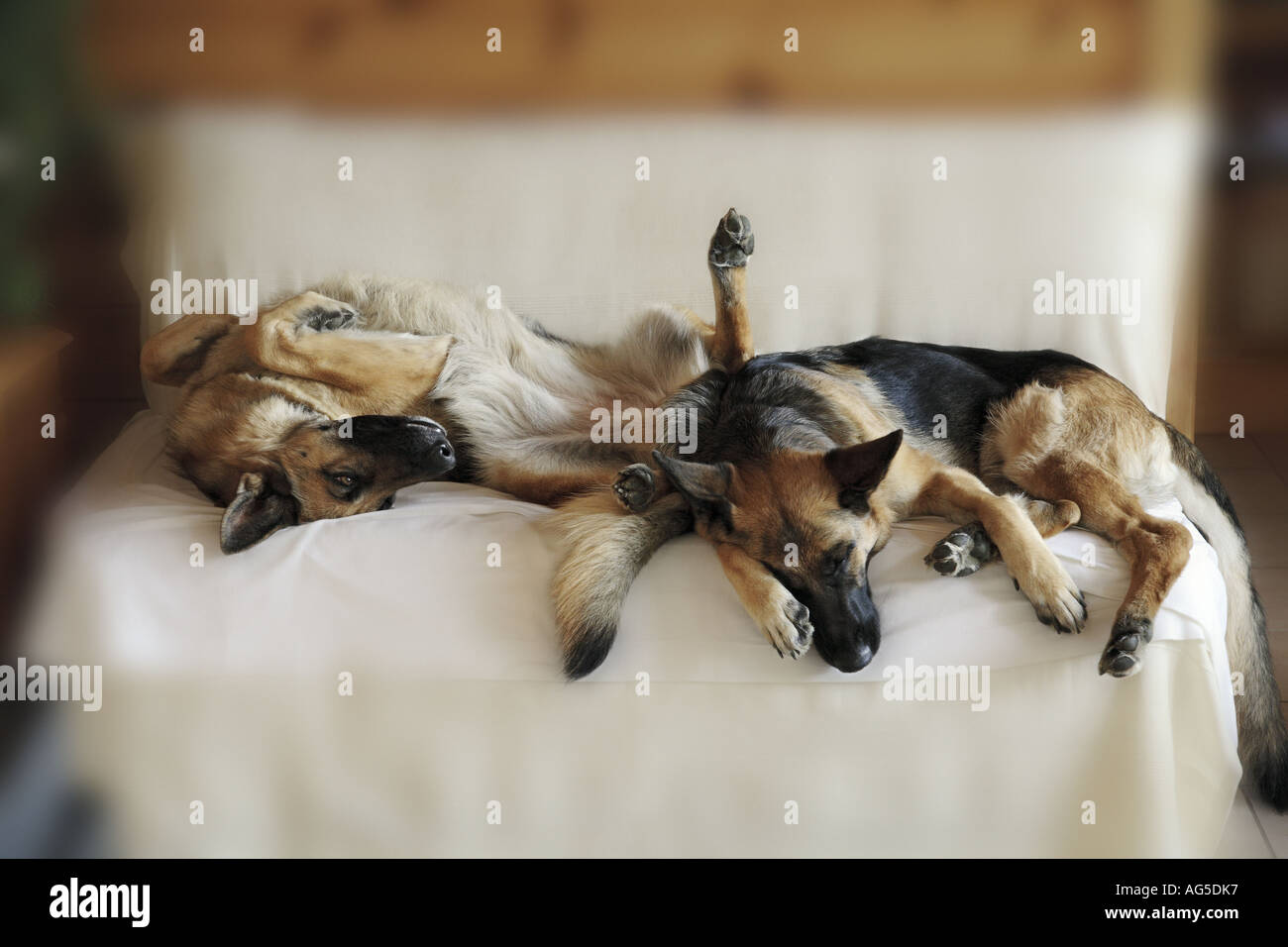 two german shepherd sleeping on a sofa Stock Photo 8057590 Alamy