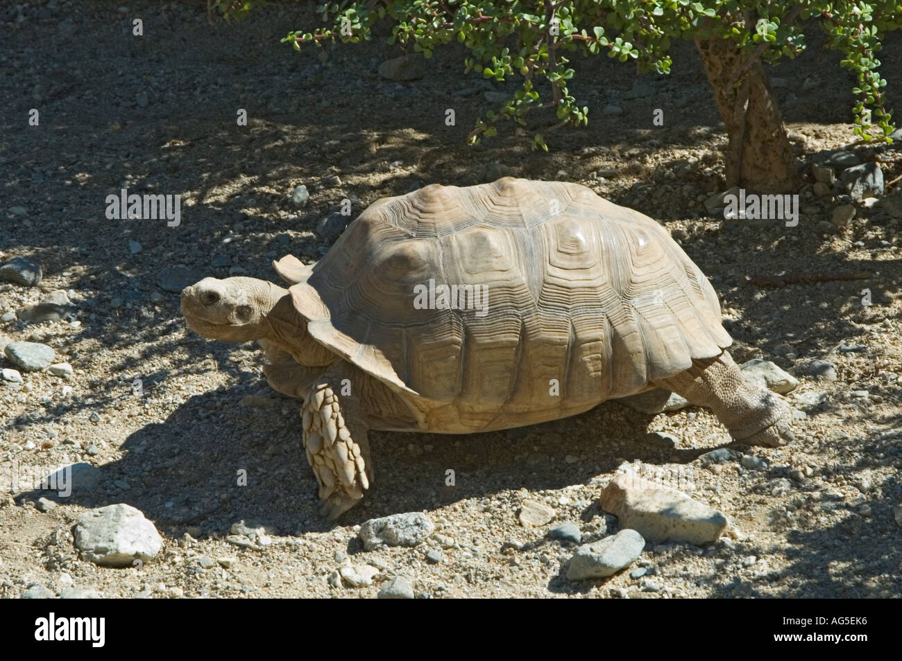 California Palm Desert The Living Desert Zoo and Gardens African Spurred Tortoise Geochelone sulcata Stock Photo