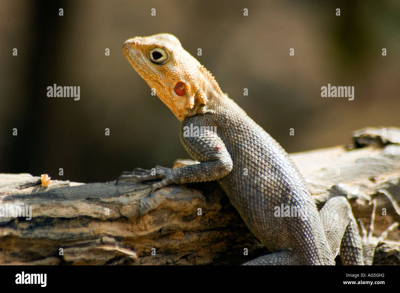 The AGAMA LIZARD is known in West Africa as the Rainbow lizard - because of  the males bright rainy-season courting colours Stock Photo - Alamy