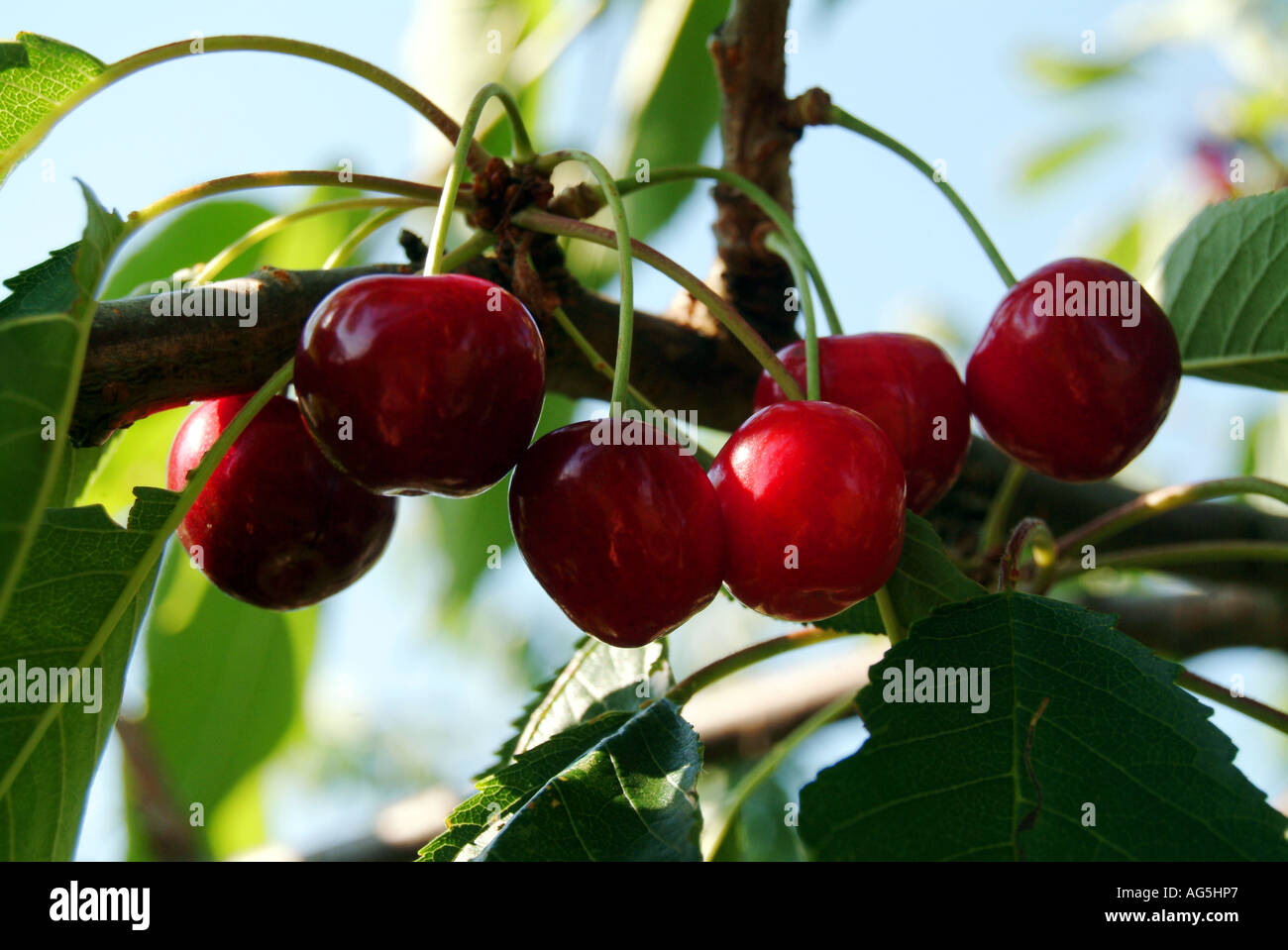 Ripe Cherries Growing On A Tree Stock Photo Alamy