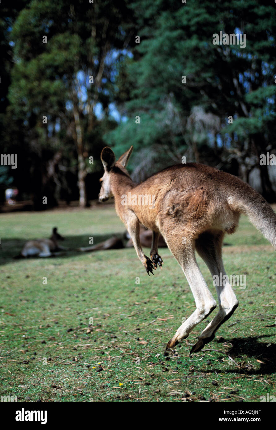 australian native long legged animal hopping along on its rear legs, Stock Photo
