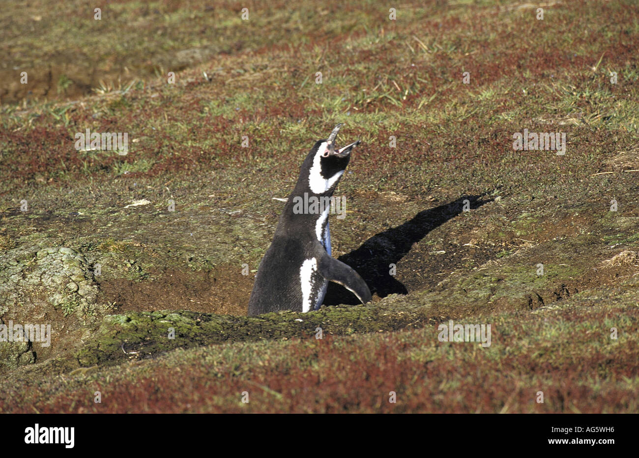 Magellanic Penguin Spheniscus magellanicus Braying at nesting burrow Falklands Stock Photo
