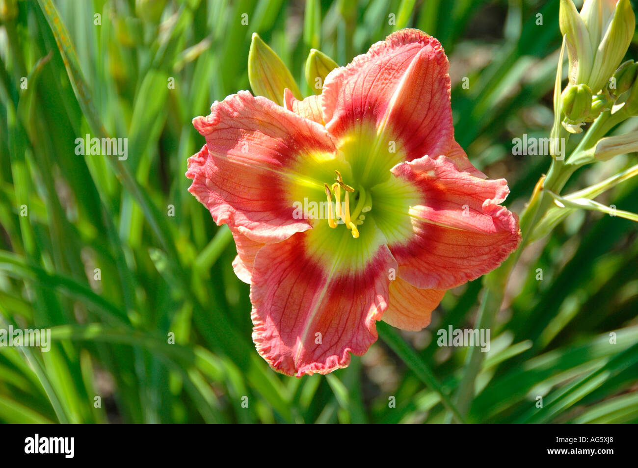 Rare four 4 peteled daylily a polytepeled expermental breeding dipoloit Stock Photo