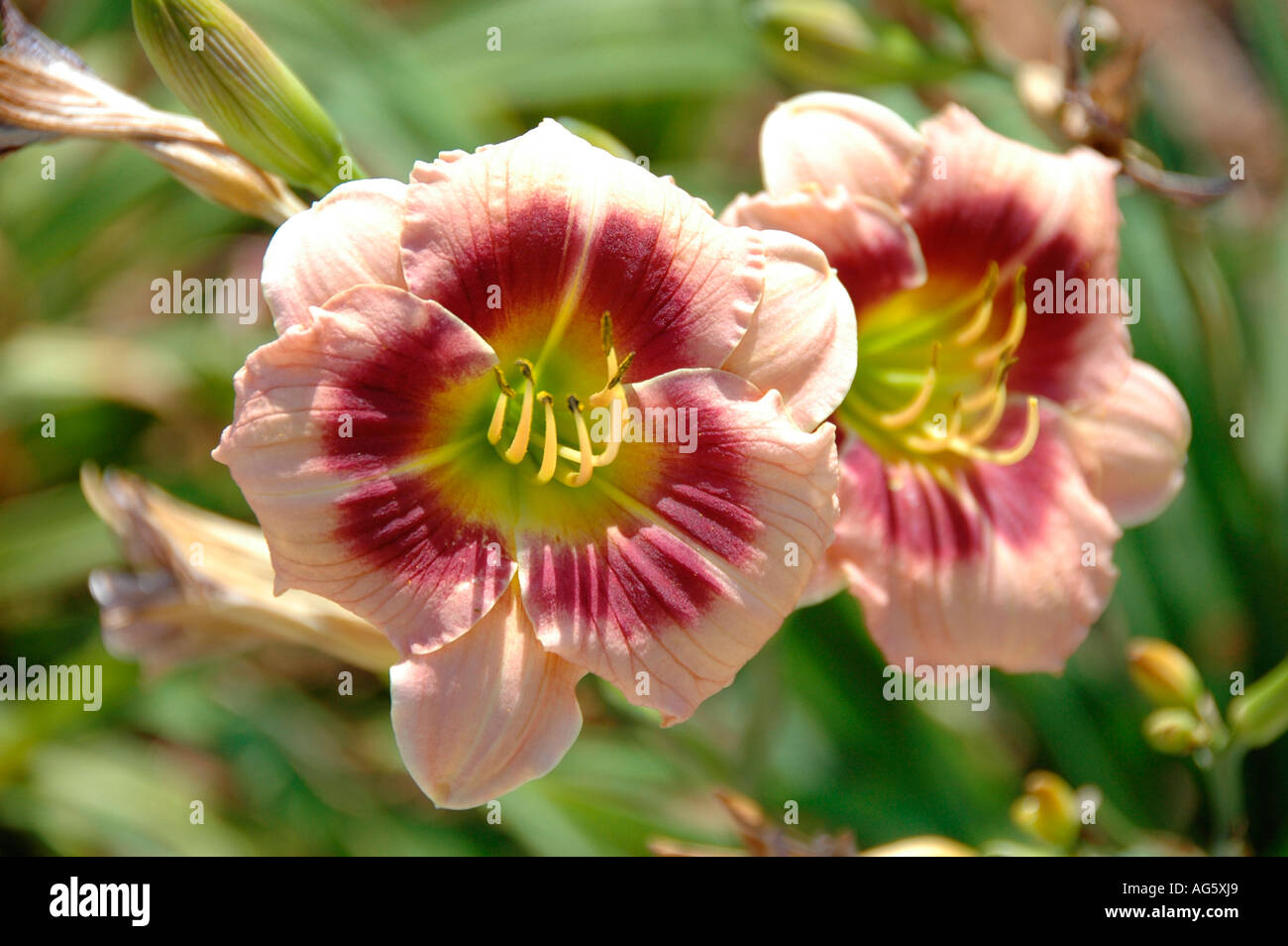 real hobby bred Modern daylily with edges and eyes in all colors for show and sale Stock Photo