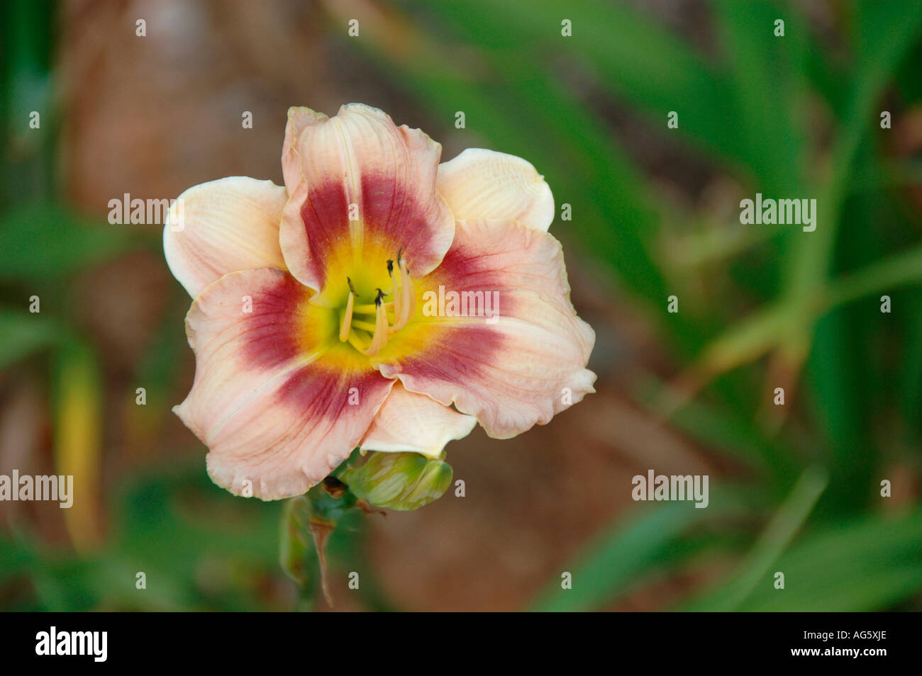 real hobby bred Modern daylily with edges and eyes in all colors for show and sale Stock Photo