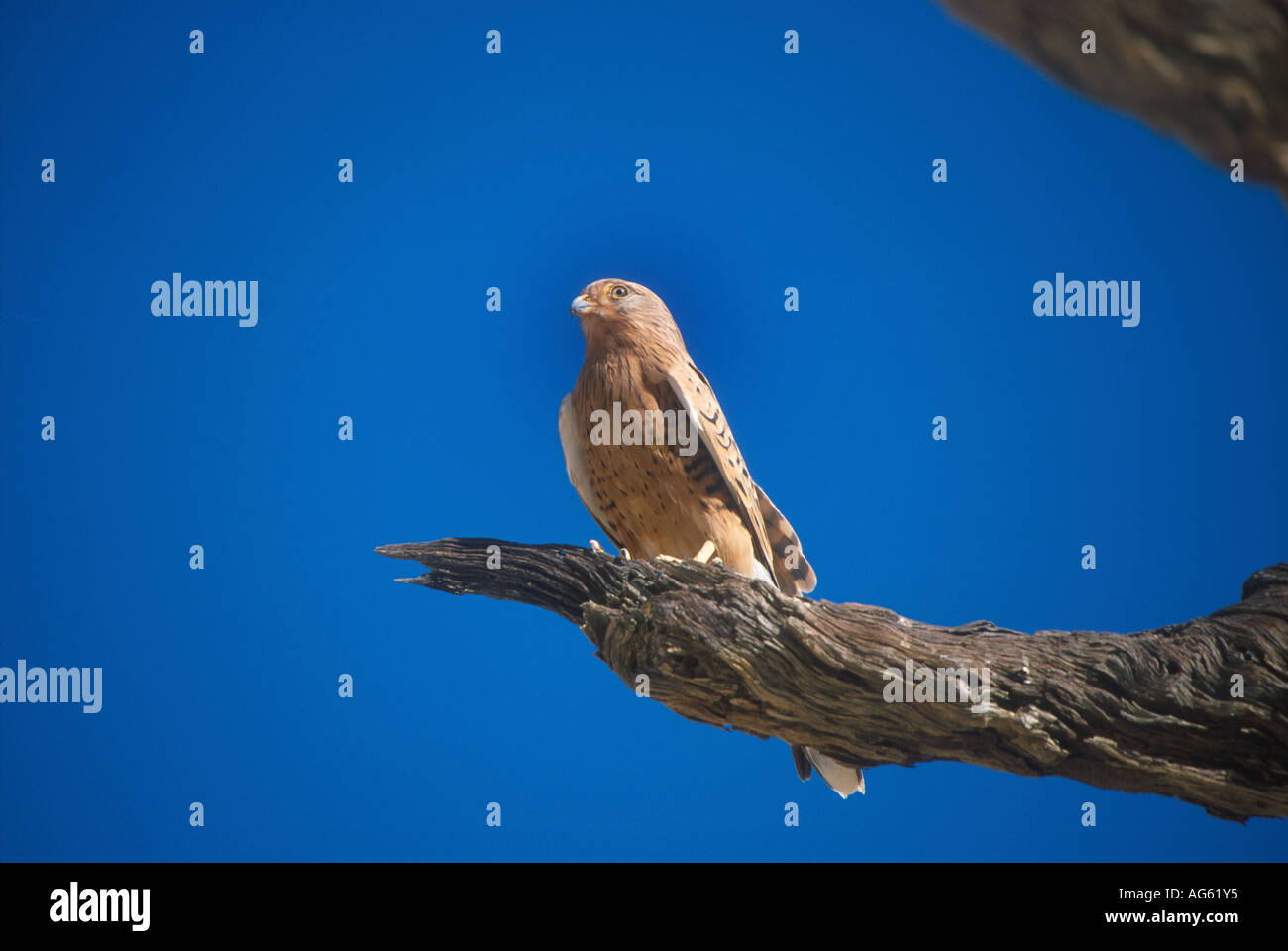 Greater Kestrel Falco rupicoloides Namibia Stock Photo - Alamy
