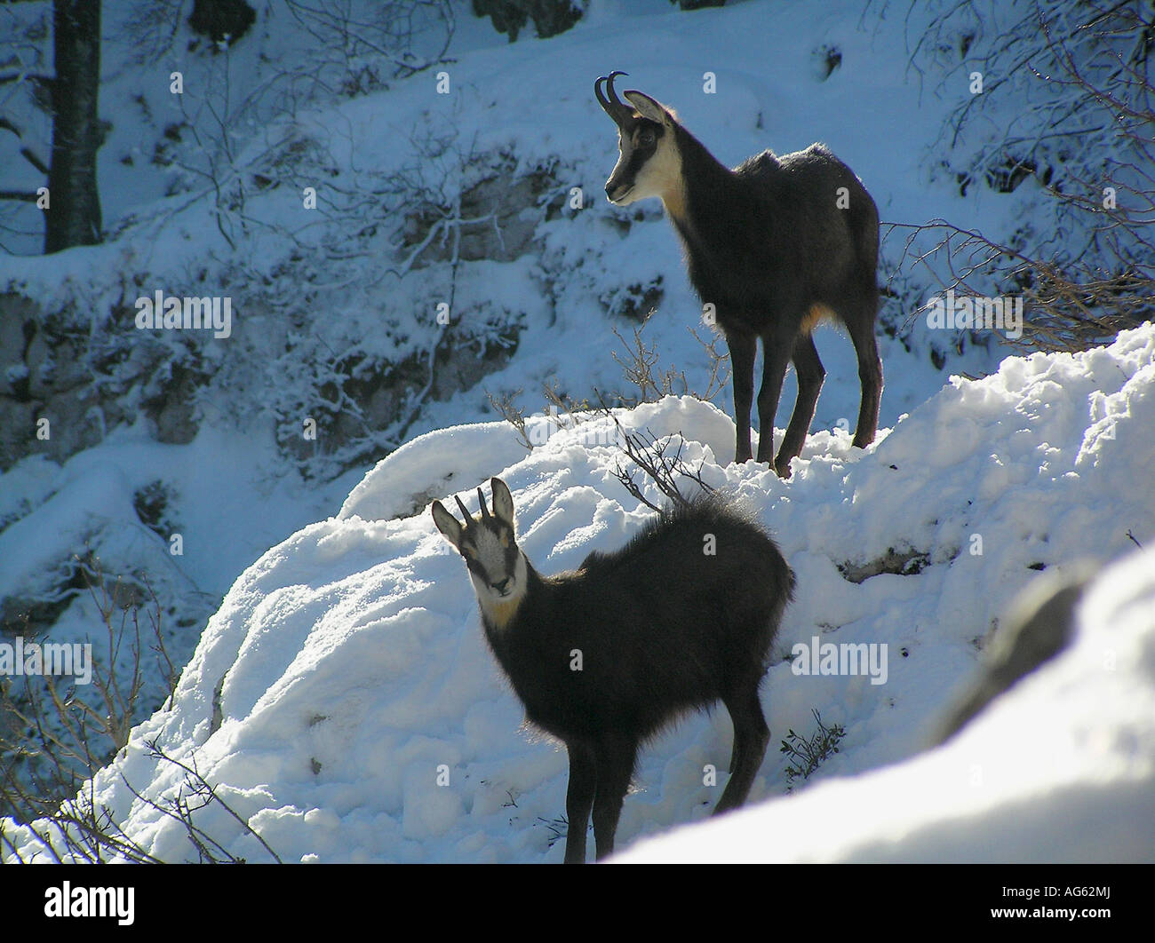 Two chamois in winter in Dinaric Mts., Slovenia Stock Photo