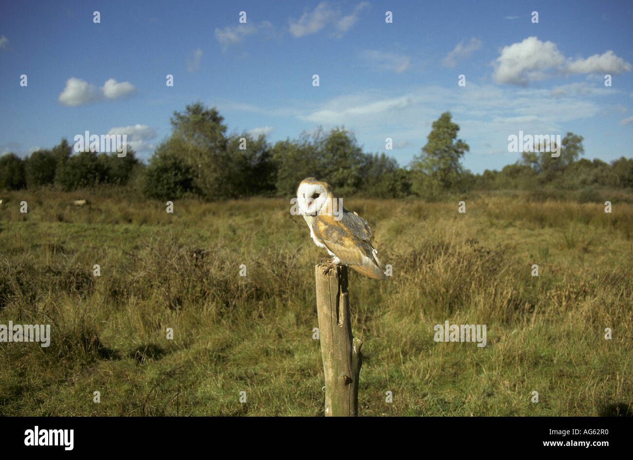 Barn Owl Tyto Alba In Open Water Meadow Habitat Stock Photo