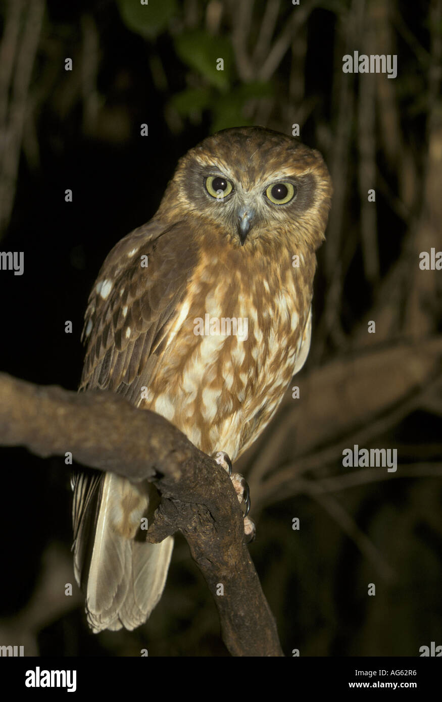 Boobook Owl Ninox novaeseelandiae Stock Photo