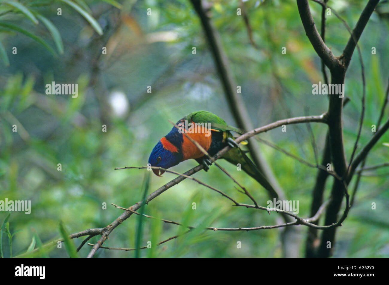 Red collared Lorikeet Trichoglossus rubritorquis perched on branch Stock Photo
