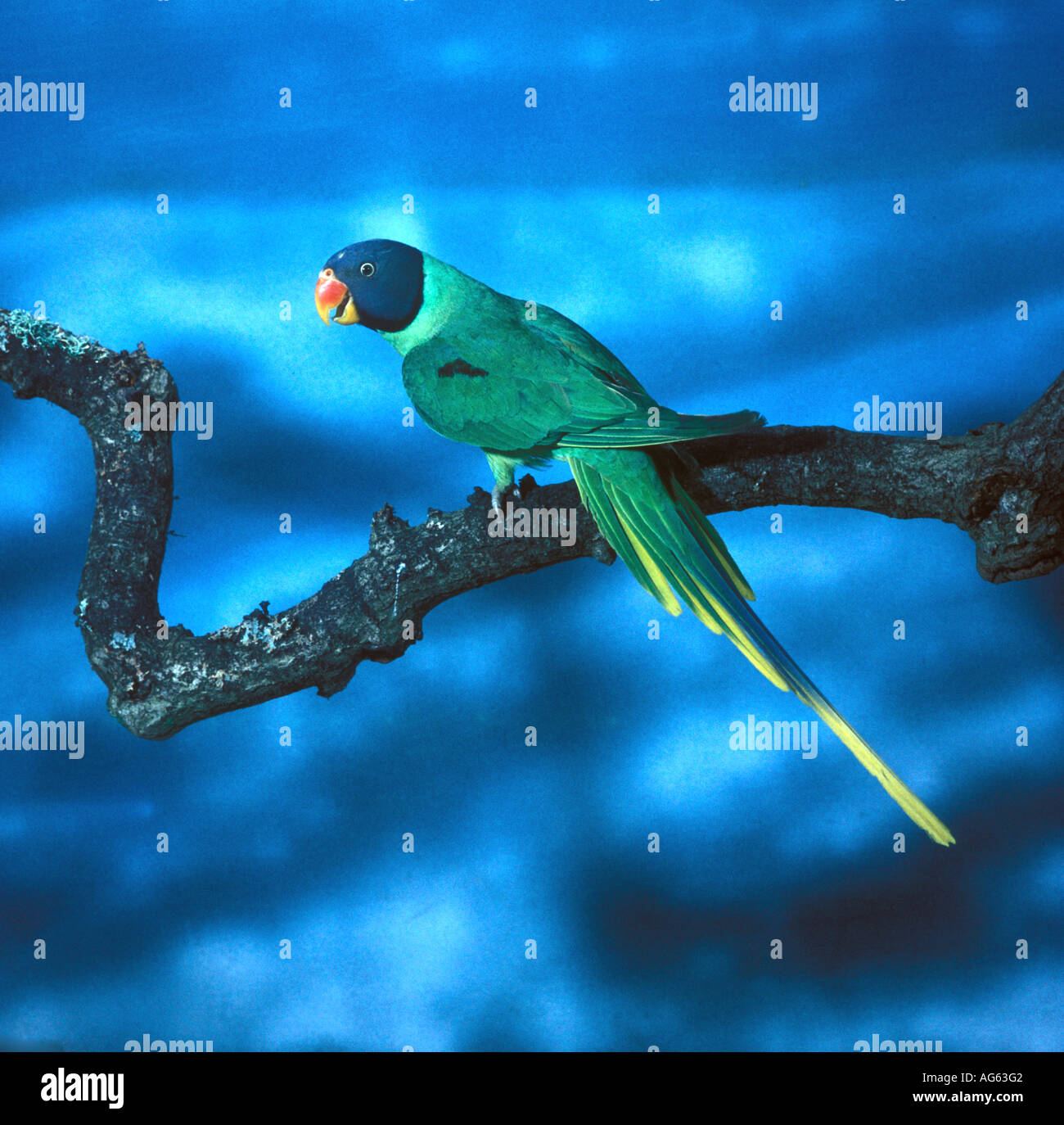 Slaty headed Parakeet Psittacula himalayana Stock Photo