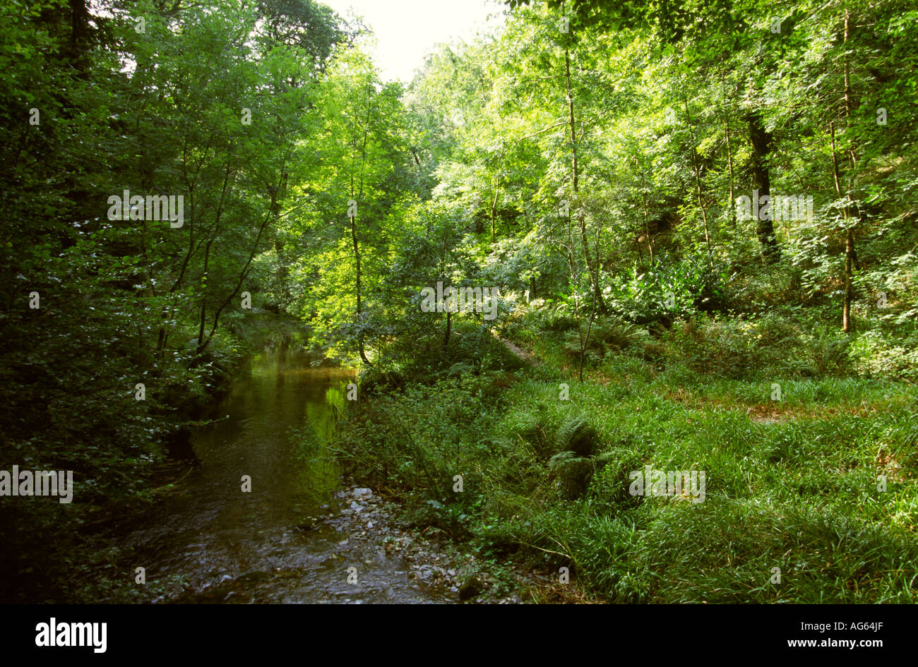 Devon stream hi-res stock photography and images - Alamy