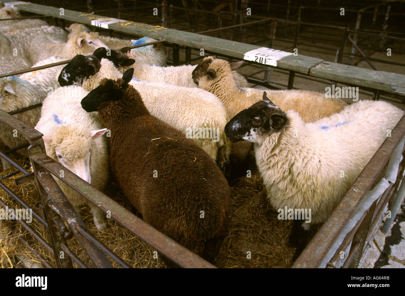 UK England Devon Axminster livestock market sheep in pen Stock Photo