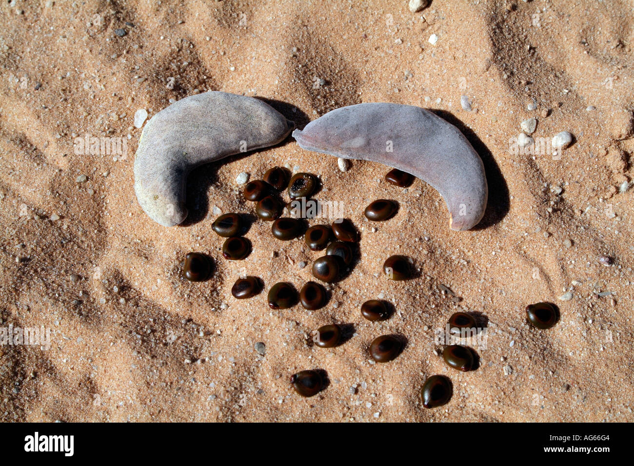 Seeds and pods of the Camelthorn Tree. Acacia erioloba. South Africa