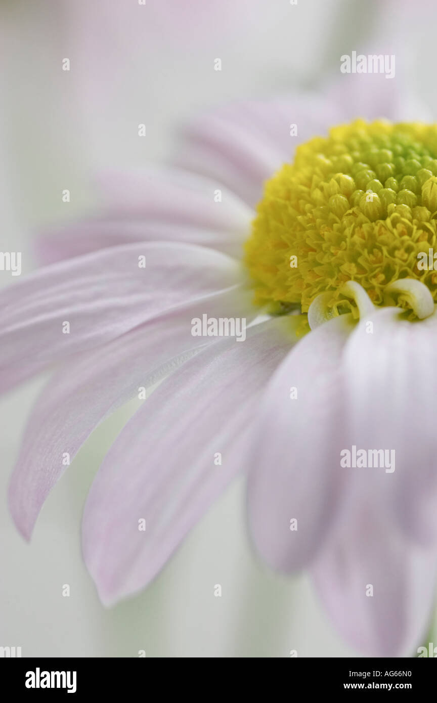 Close up view of pale pink Chrysanthemum flower Stock Photo