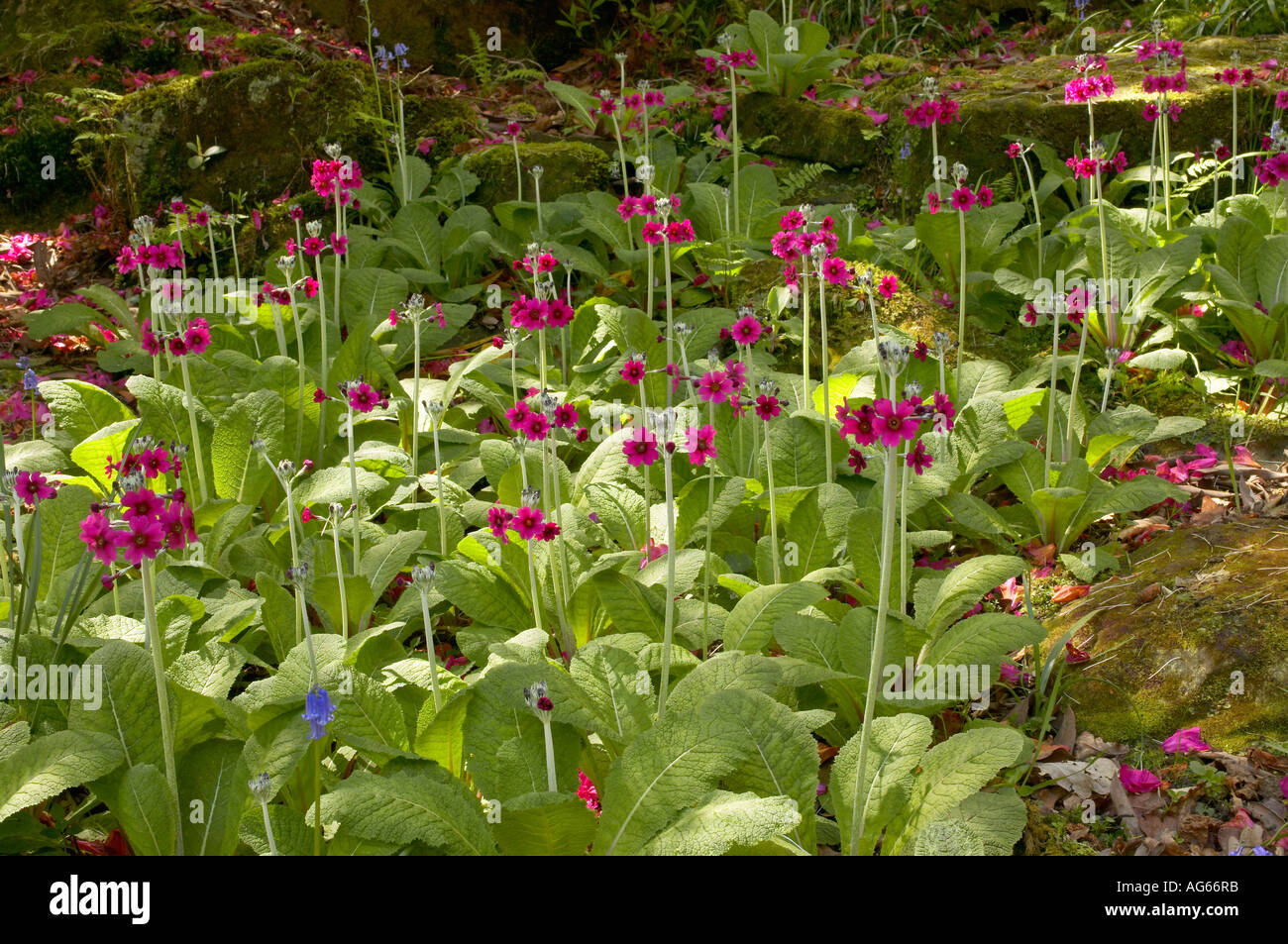 Tall Primulas Riverside Tall candelabra hi-res stock photography and images - Alamy