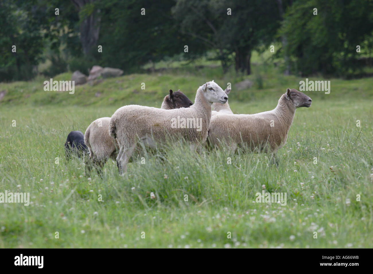 Scottish sheep dog trails, Scotland, UK Stock Photo Alamy