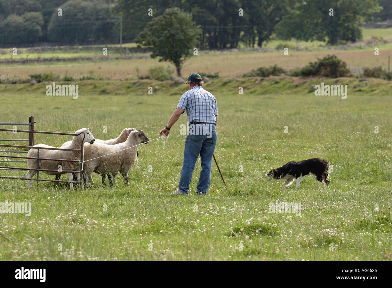 Scottish sheep dog trials, dog, shepherd herding sheep, summer