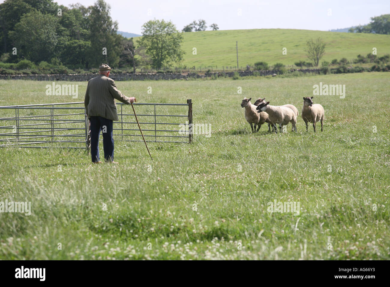 Scottish sheep dog trials, dog, shepherd herding sheep, summer