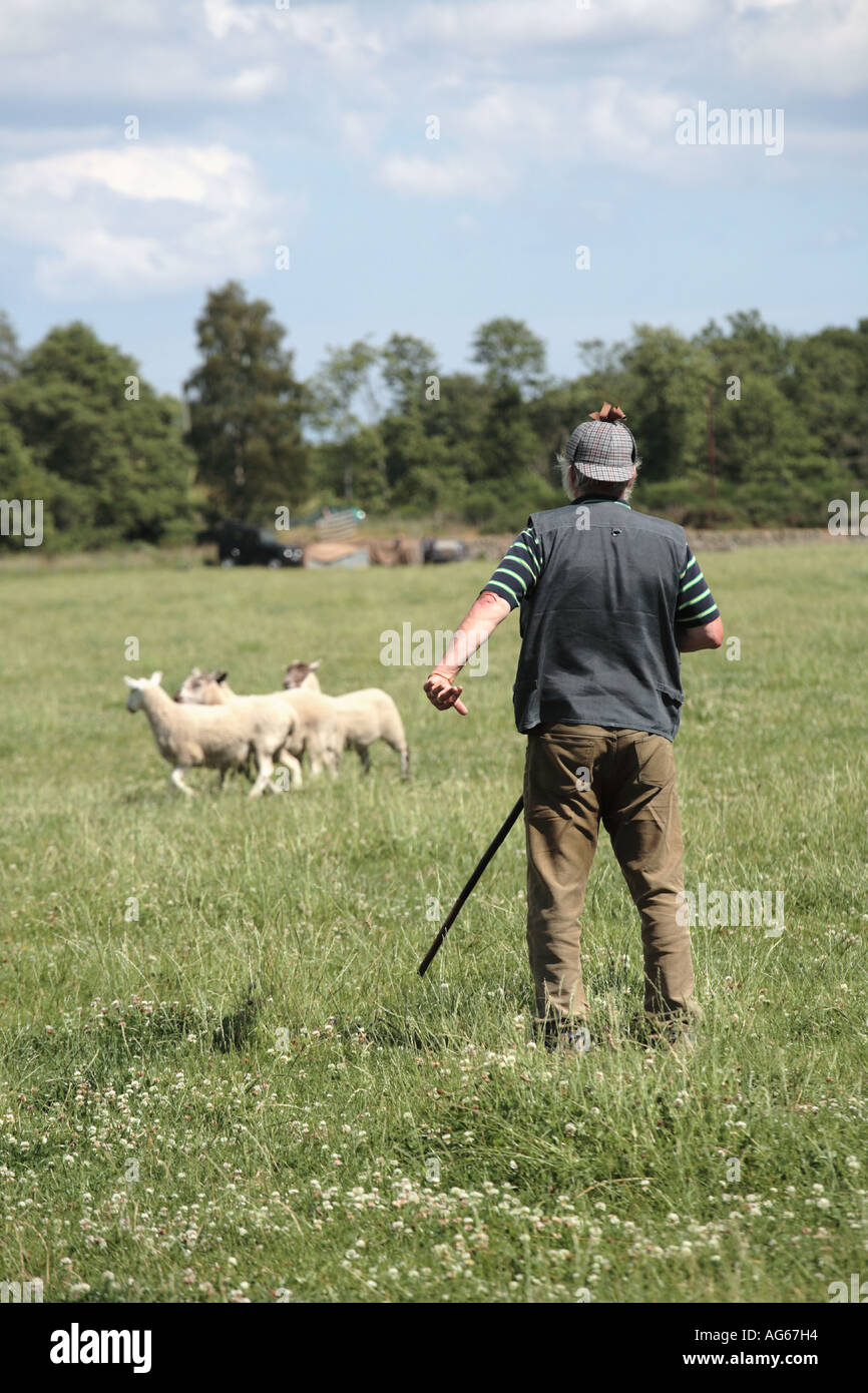 Scottish sheep dog trials, shepherd herding sheep, summer, pastor