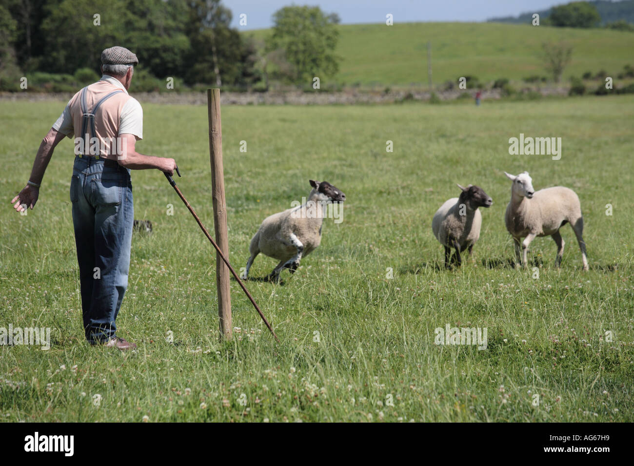 Scottish sheep dog trials, shepherd herding sheep, summer, pastor
