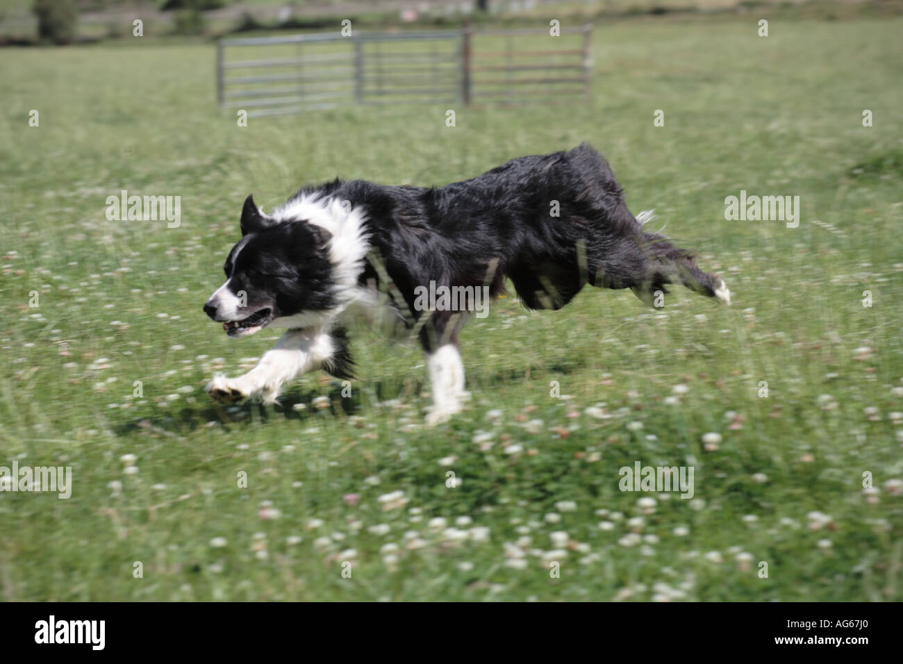 Black & white Border collie herding sheep, fast running working black