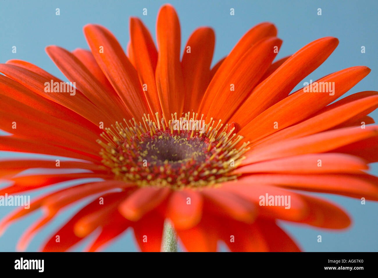 Single orange gerbera flower head against a blue background Stock Photo