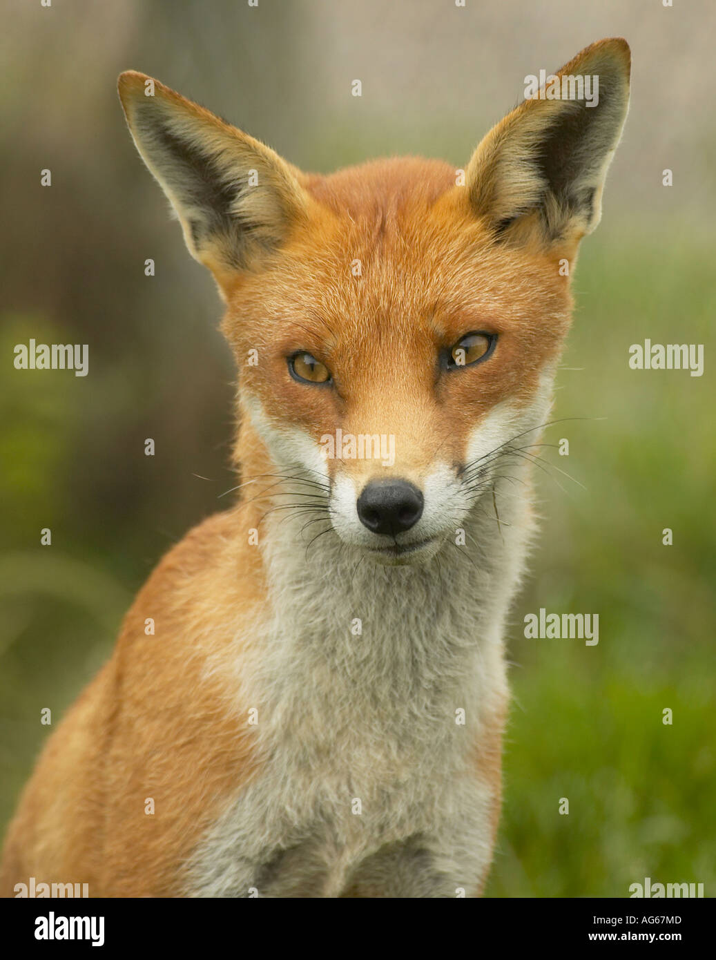 Portrait of 1 year old Red Fox (Vulpes vulpes Stock Photo - Alamy