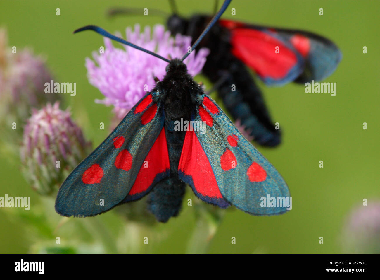Two Narrow bordered Five Spot Burnet moths (Zygaena lonicerae) feeding on  lilac clover flower Stock Photo - Alamy