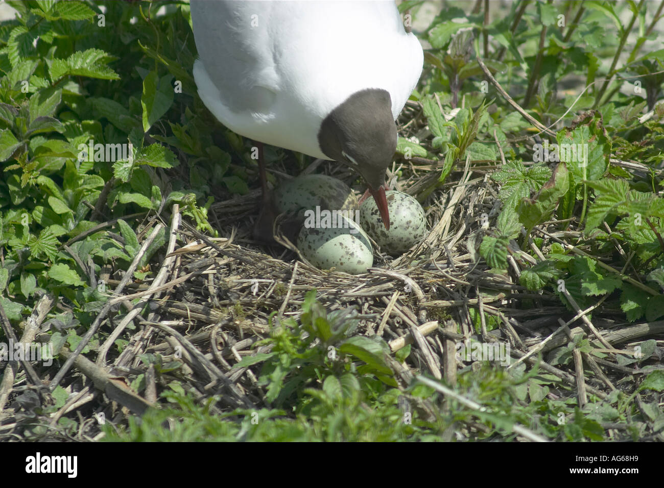Adult female Black-Headed Gull (Larus ridibundus) on nest with eggs Stock Photo
