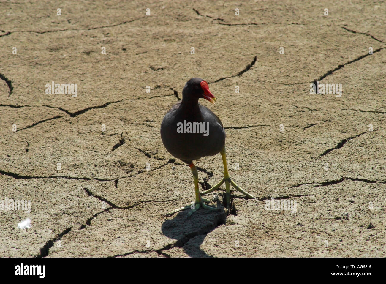 Lone Moorhen (Gallinula chloropus) on dried up pond Stock Photo