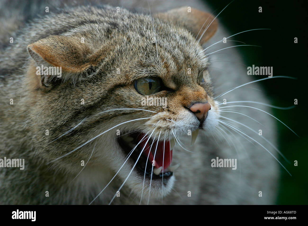 An adult Scottish Wildcat (Felis sylvestris) showing an aggressive  expression Stock Photo - Alamy