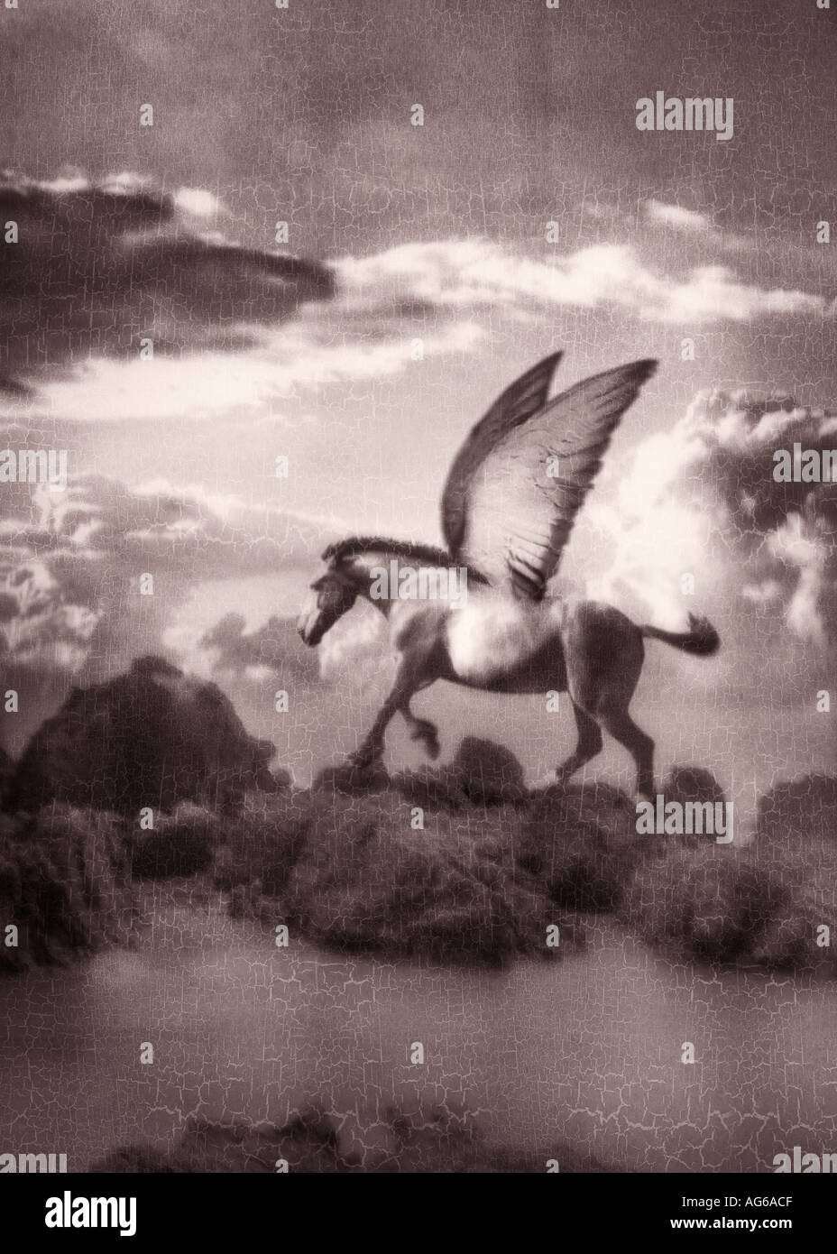 Pegasus Stock Photo