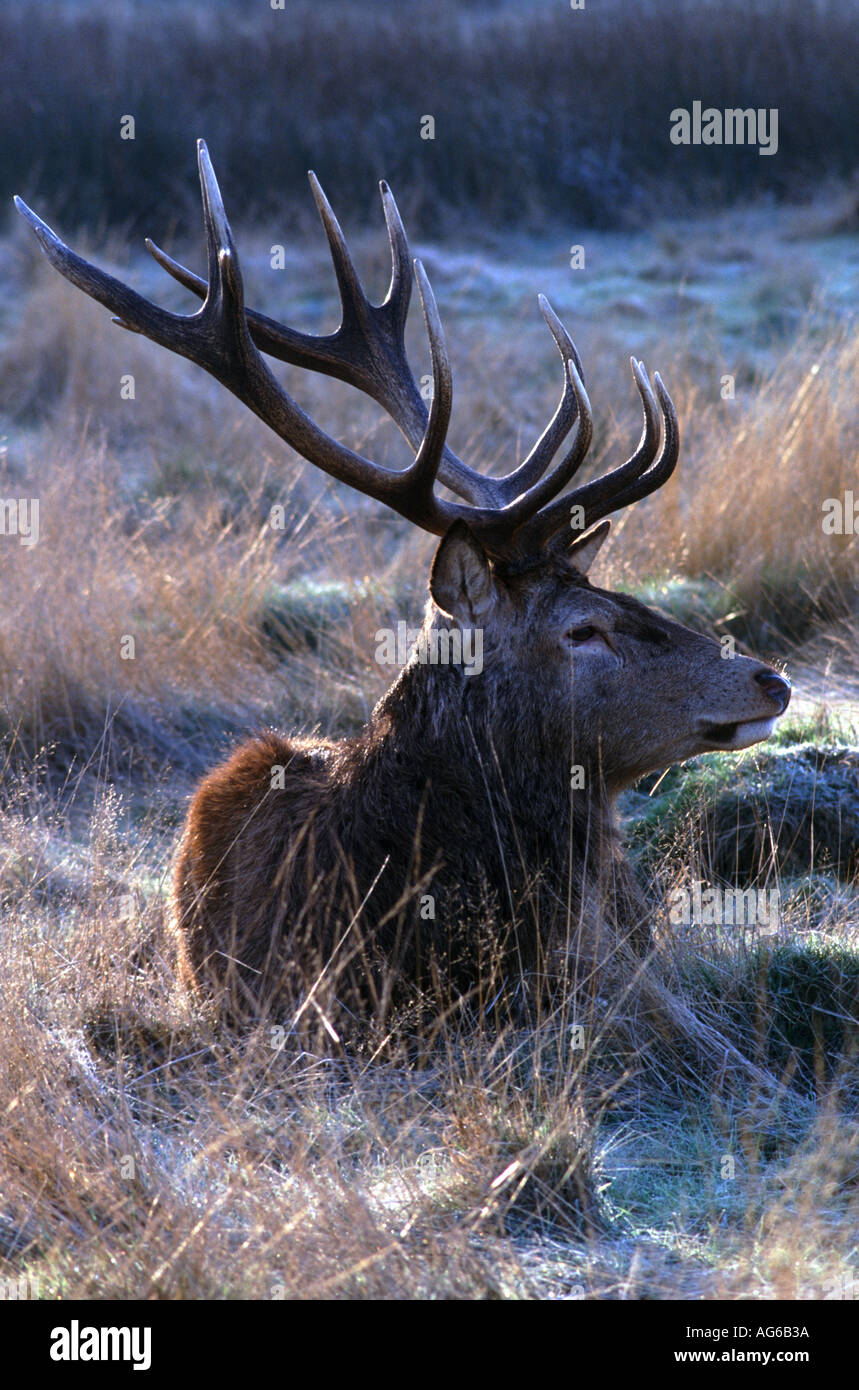 Mature Red Deer richmond park london United Kingdom Stock Photo