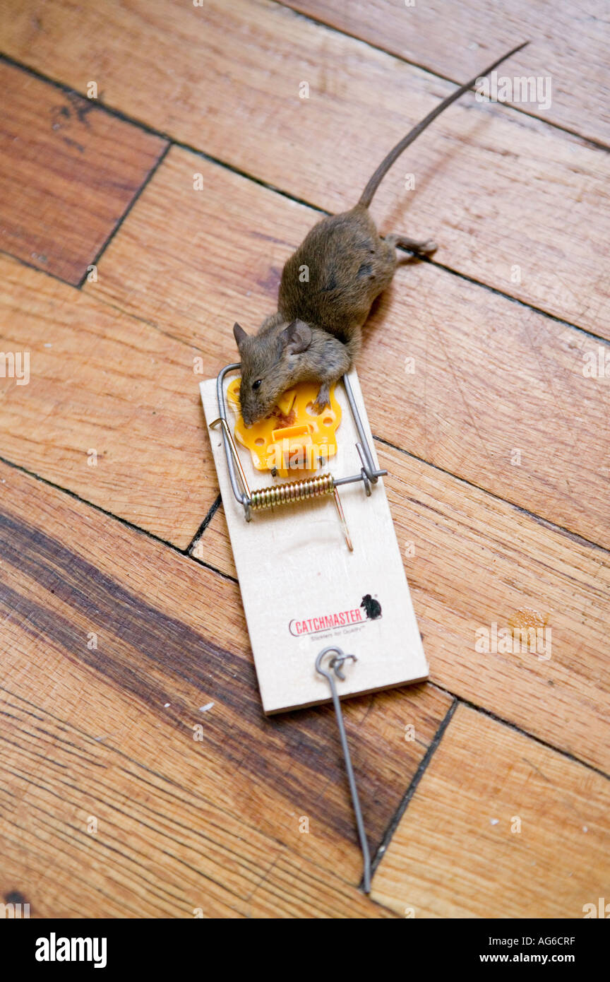 Dead mouse caught in snap trap outdoors Stock Photo - Alamy