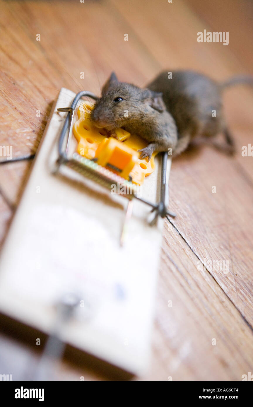 Grey toy mouse prowling around a wood mouse trap Stock Photo - Alamy