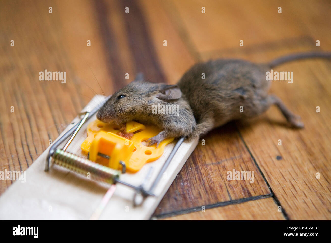 mouse caught in a trap in an apartment July 2006 Stock Photo Alamy