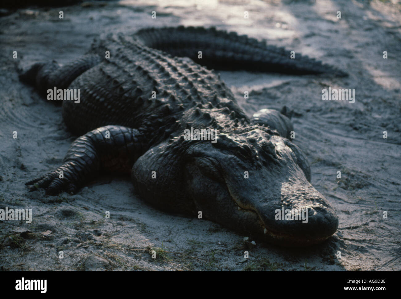 ALLIGATOR IN OKEFENOKEE SWAMP PARK FLORIDA EVERGLADES Stock Photo Alamy