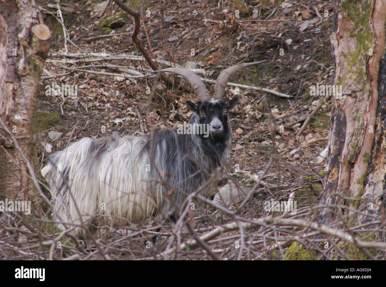 A goat disturbed while eating twigs Beddgelert Snowdonia National Park