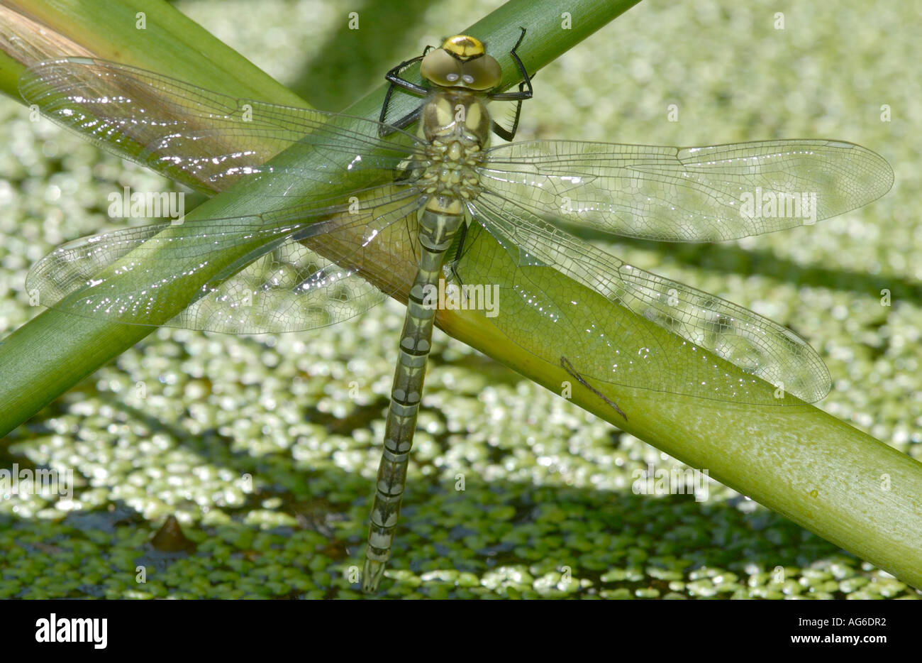 Aeshnid dragonfly Brachytron pratense rests on vegitation Stock Photo