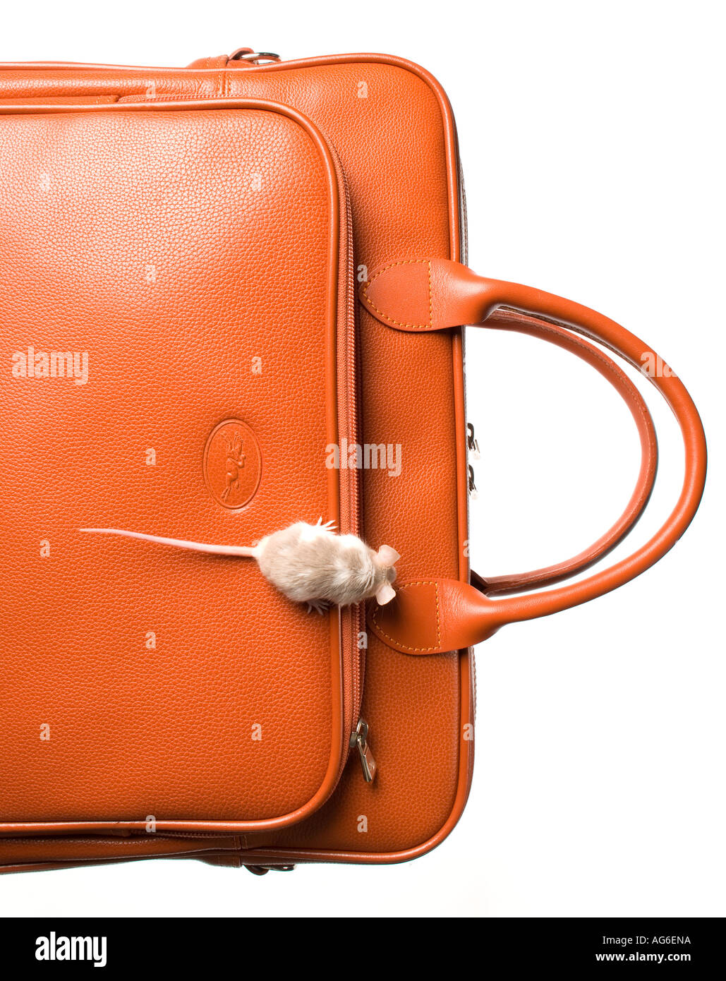 Pocket mice hires stock photography and images Alamy