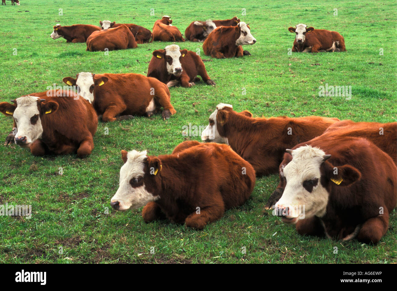 Netherlands Drachten Cows on grass Stock Photo
