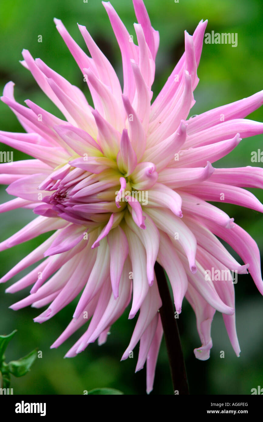 DAHLIA LILAC TARATAHI Stock Photo